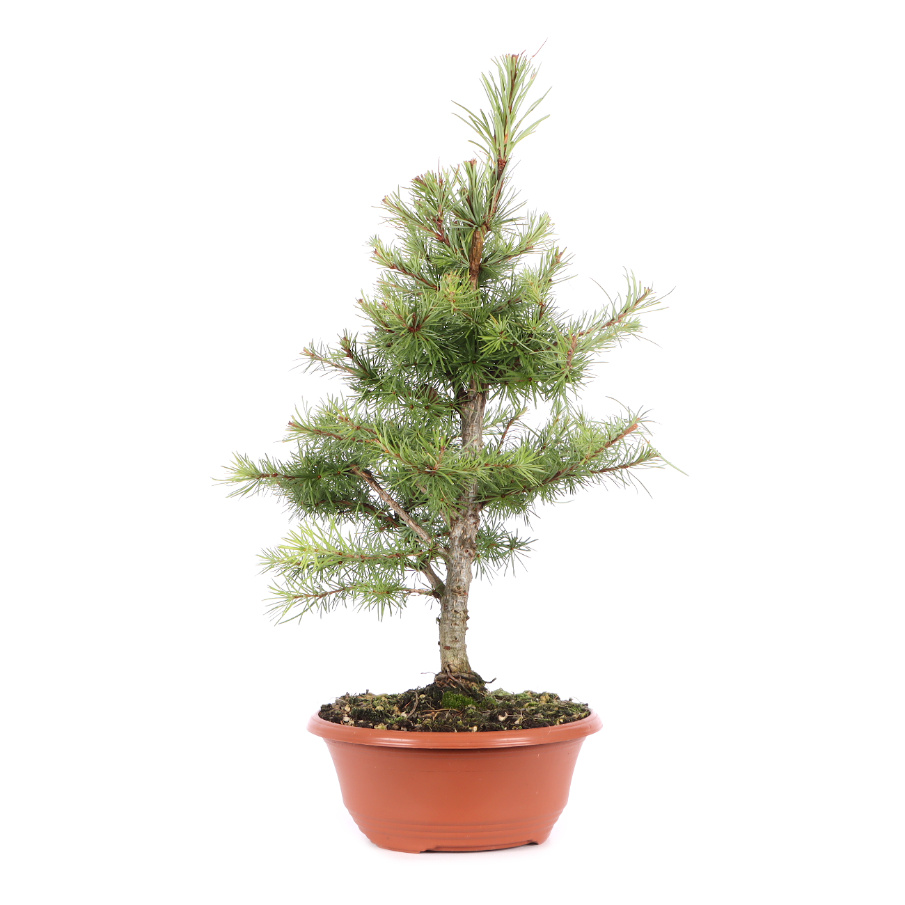 Larix kaempferi
