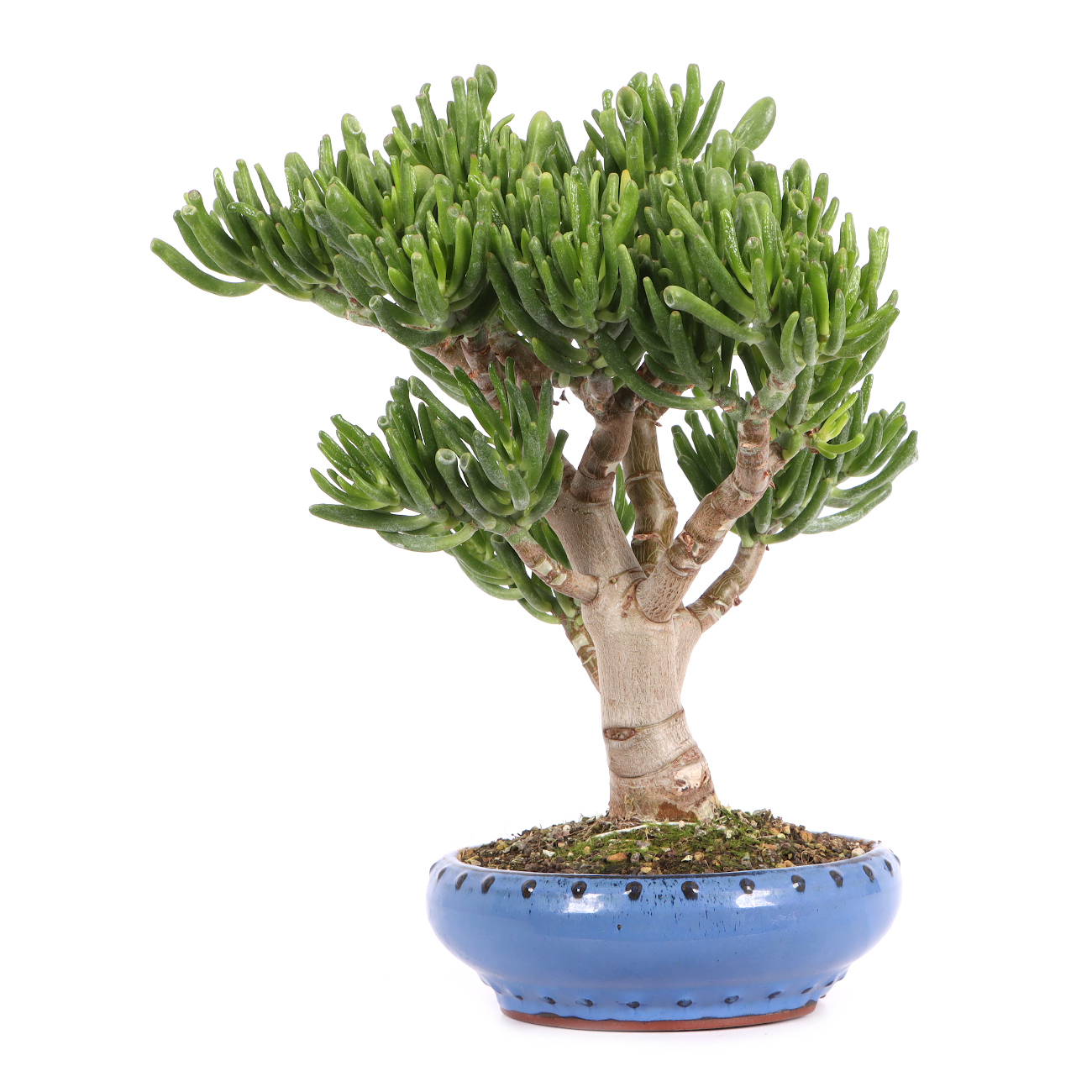 Seitenansicht rechts