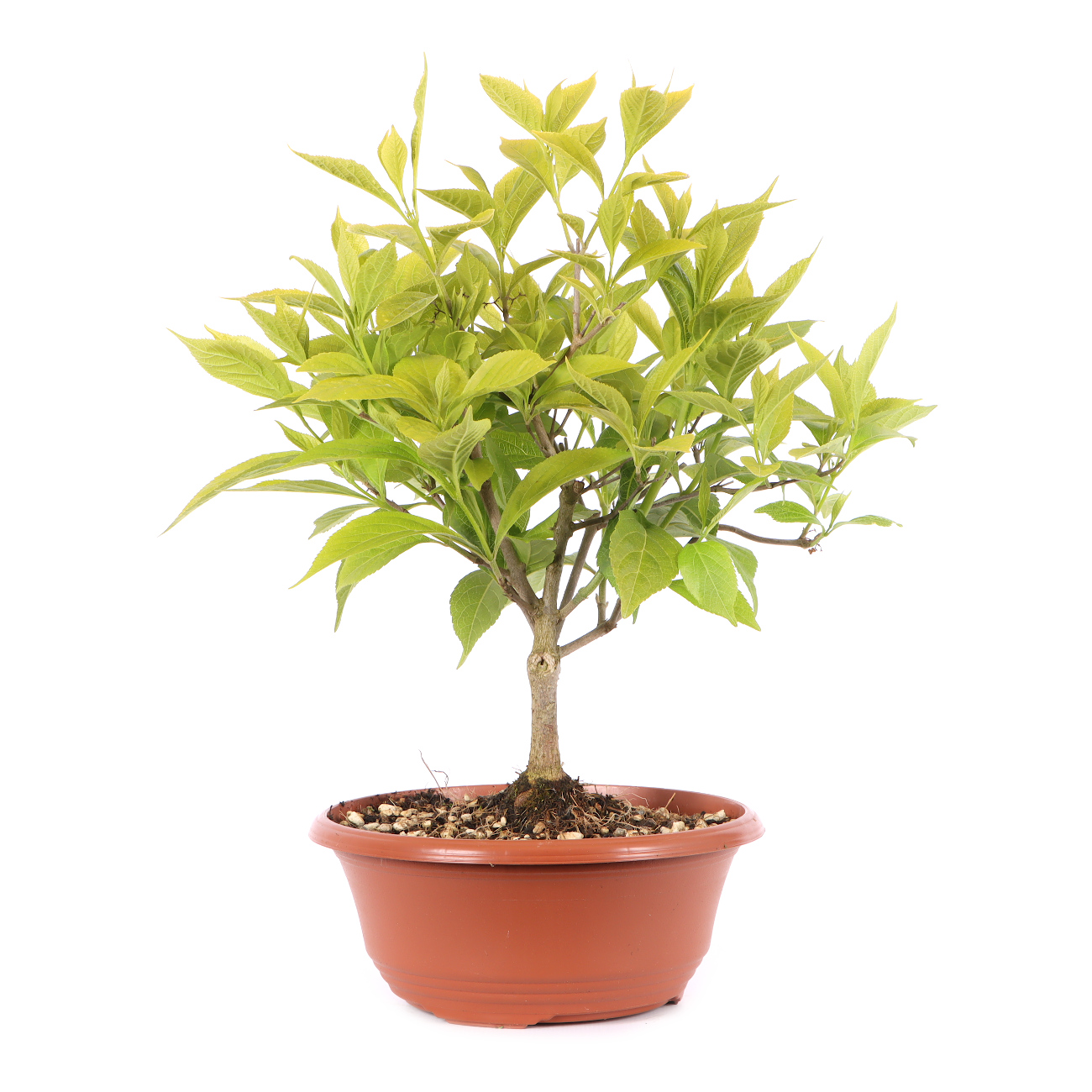 Callicarpa japonica 'Leucocarpa'