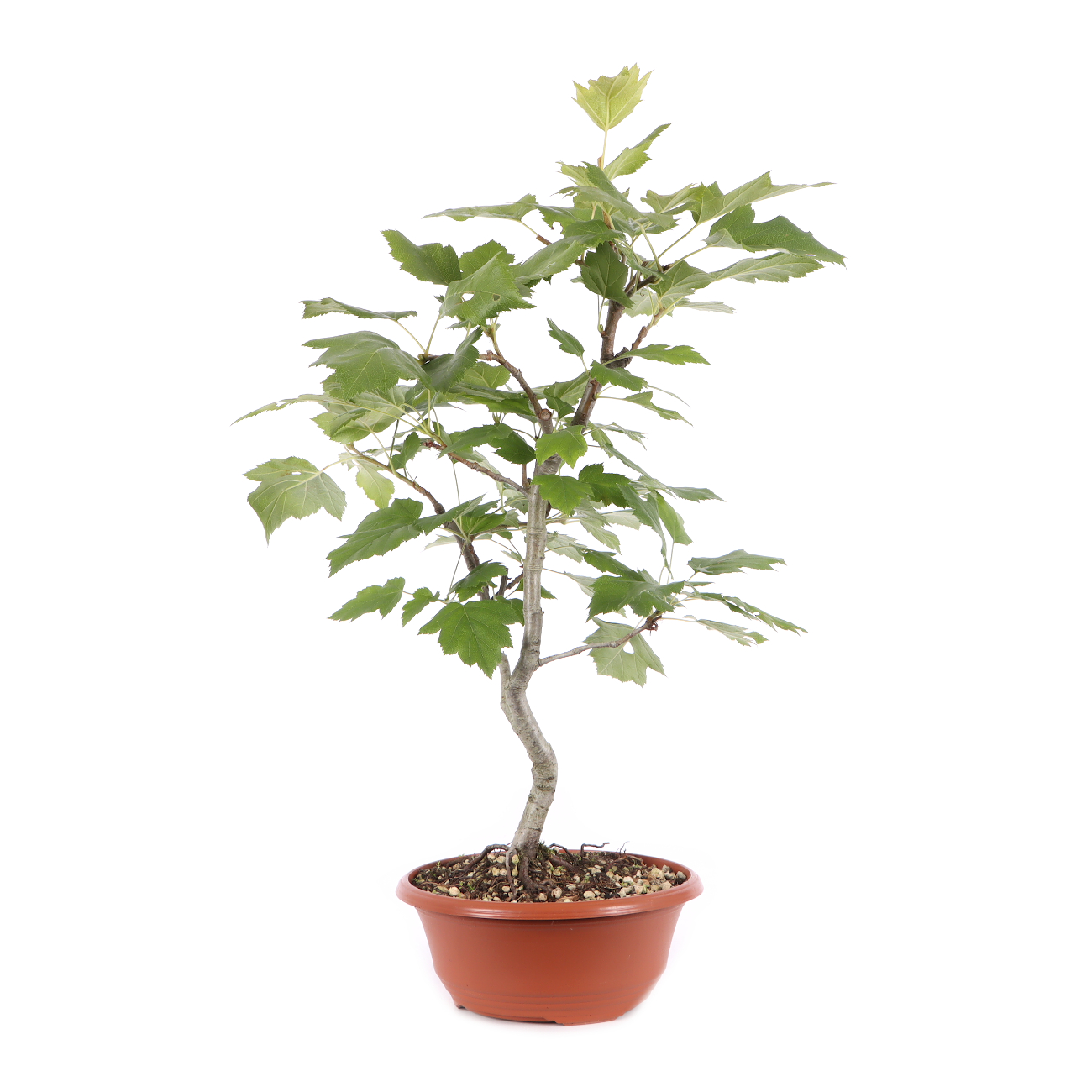 Sorbus torminalis