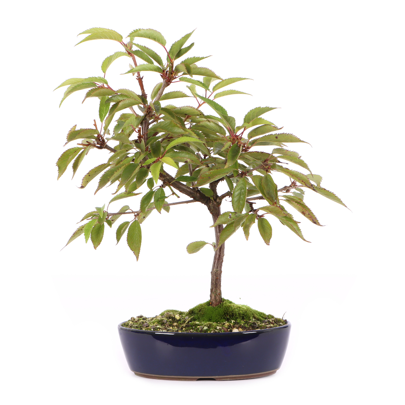 Prunus incisa 'Paean'