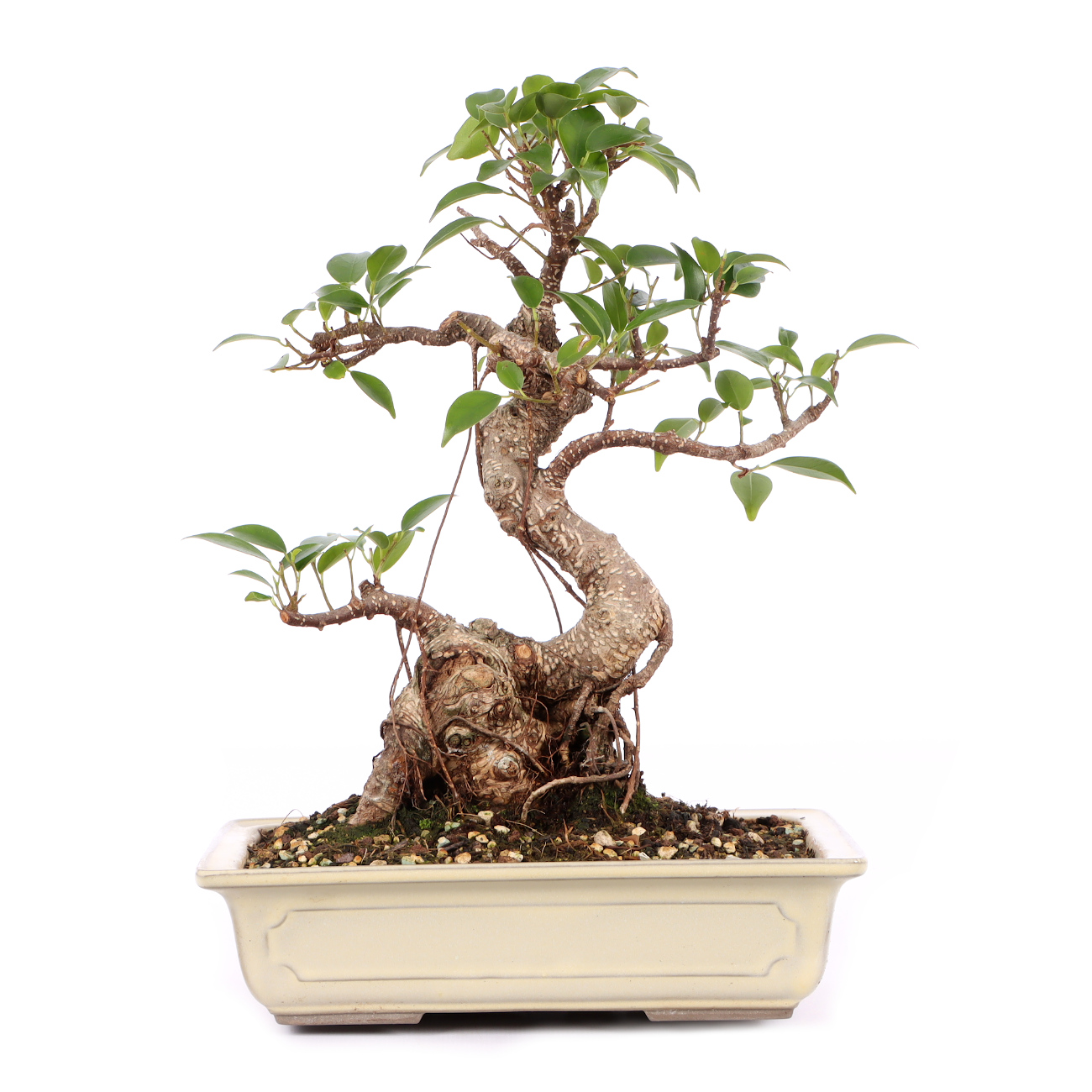 Ficus microcarpa 'Tiger Bark'