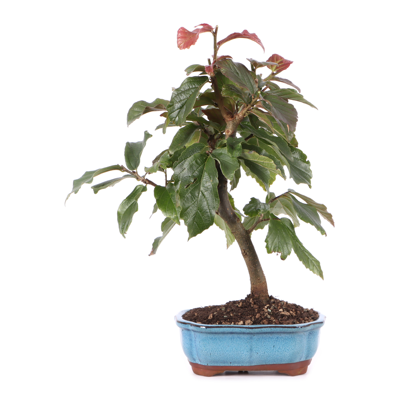 Parrotia persica 'Bella'