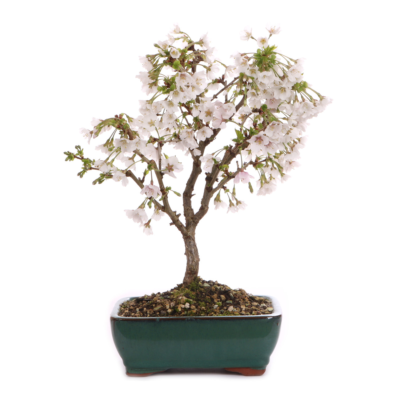 Prunus incisa 'Kojou-no-mai'