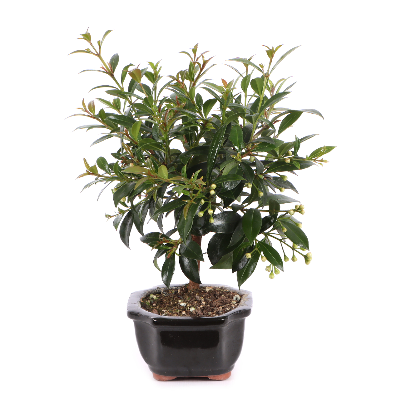 Syzygium paniculatum