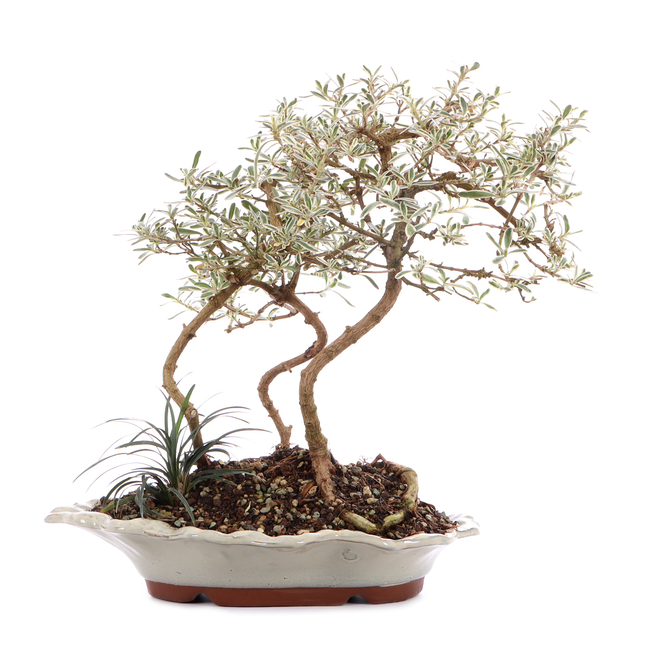 Coprosma x kirkii 'Variegata'