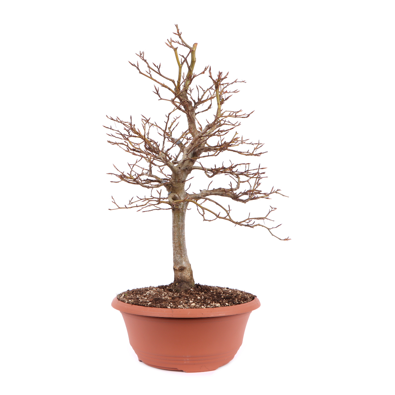 Seitenansicht rechts