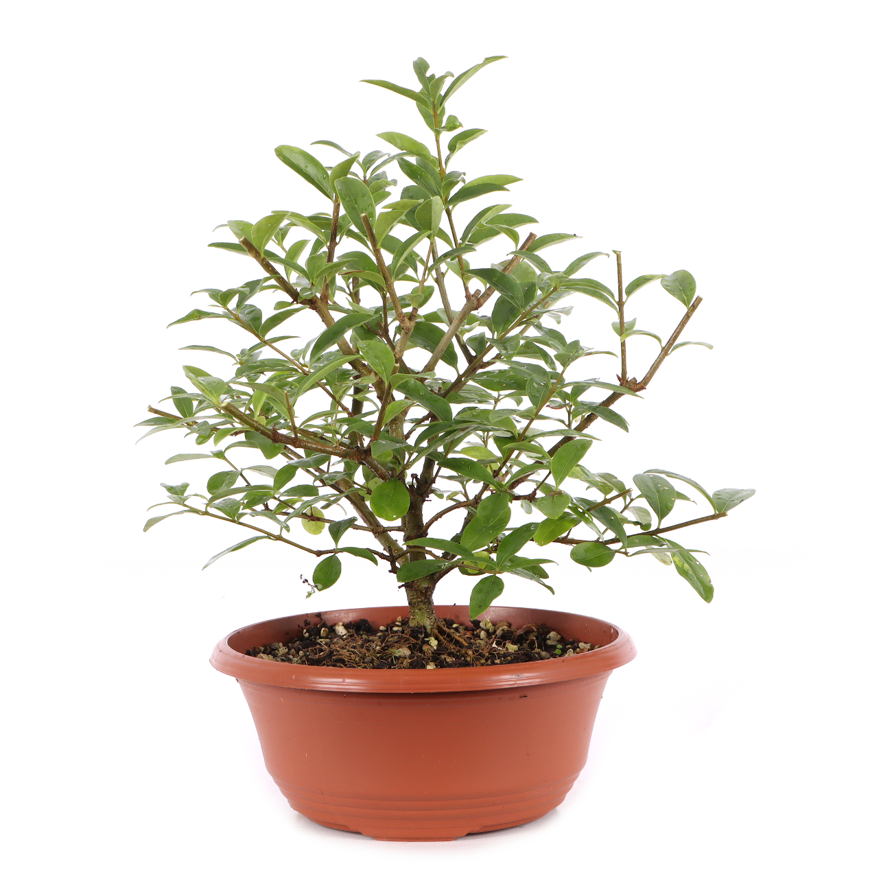 Ligustrum vulgare