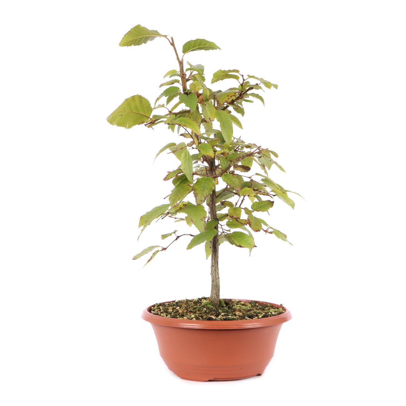 Carpinus turczaninowii
