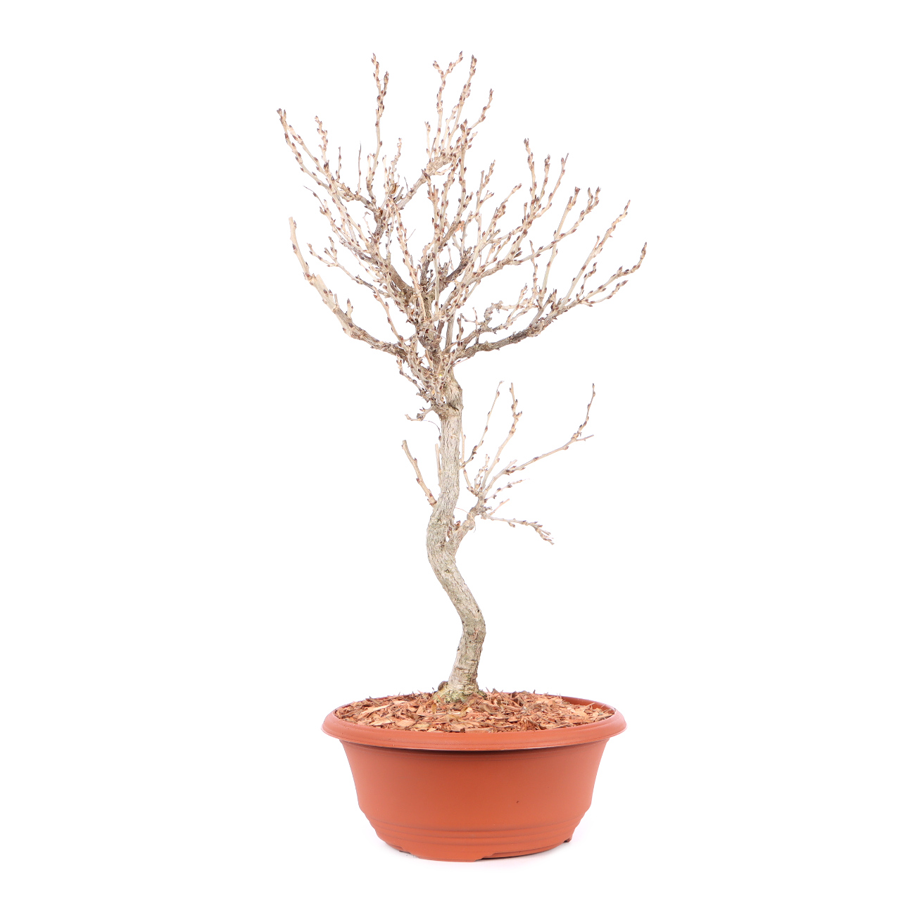 Millettia japonica 'Hime Fuji'