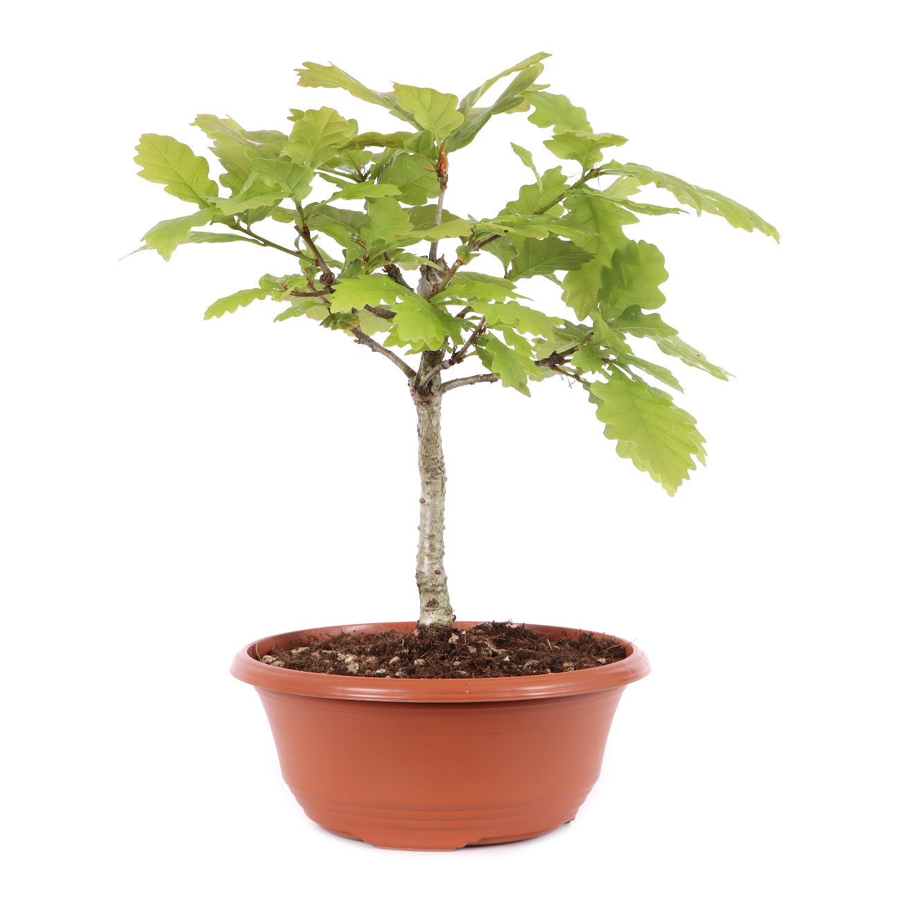 Quercus robur
