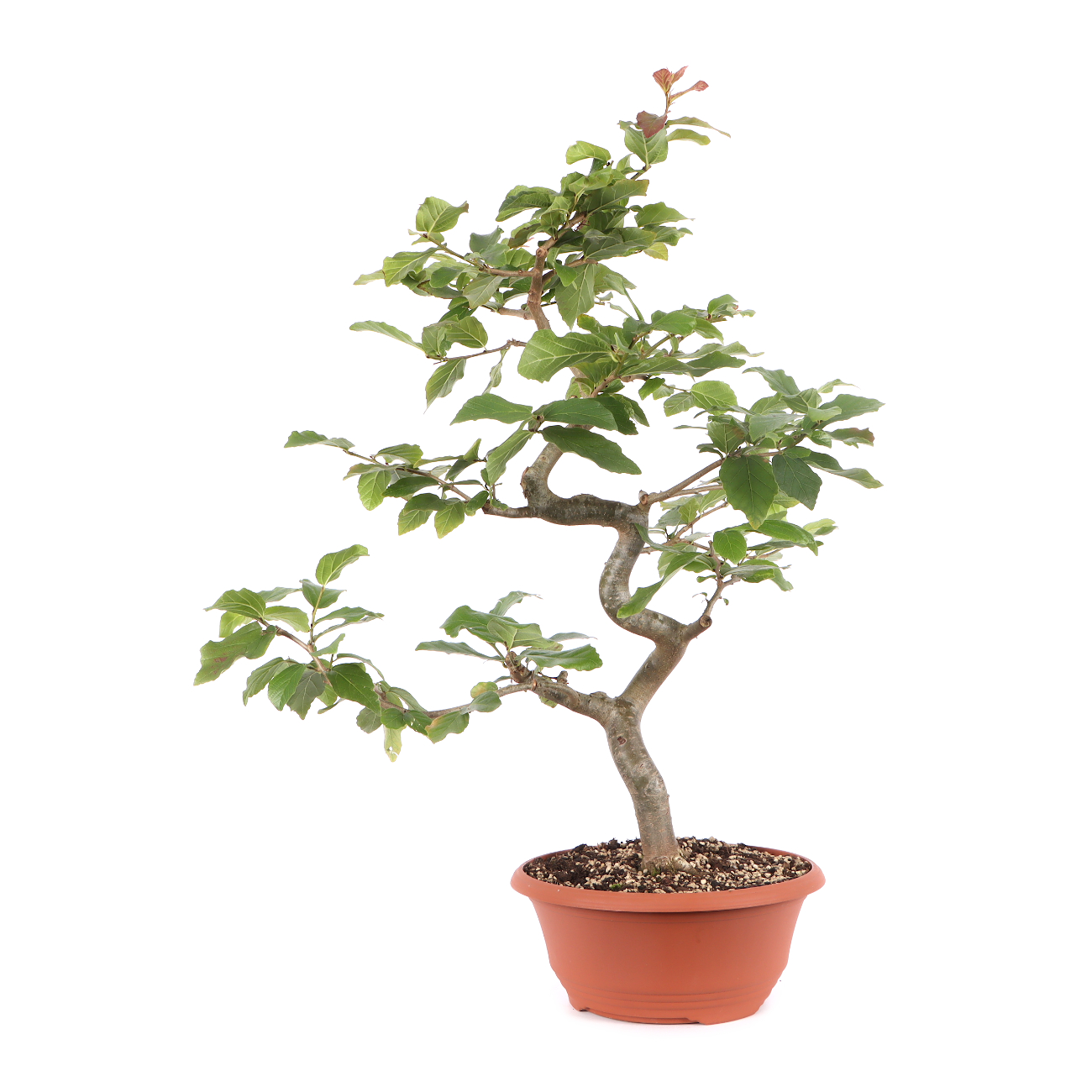 Parrotia persica 'Vanessa'