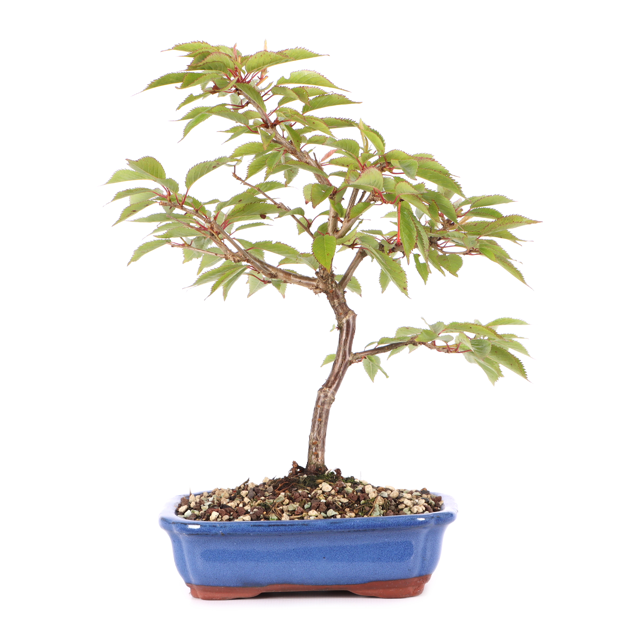 Prunus incisa 'Paean'