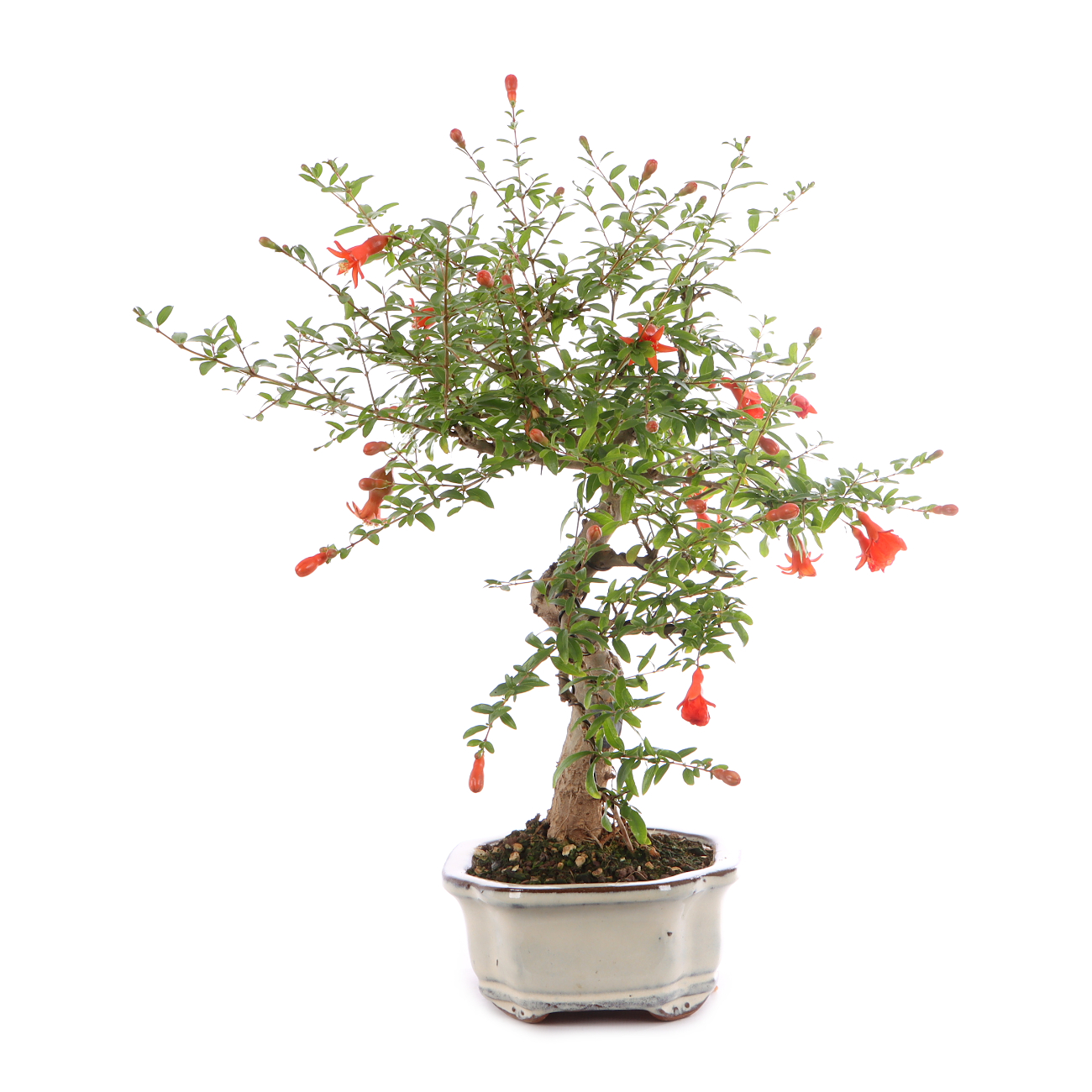 Punica granatum 'Nana'