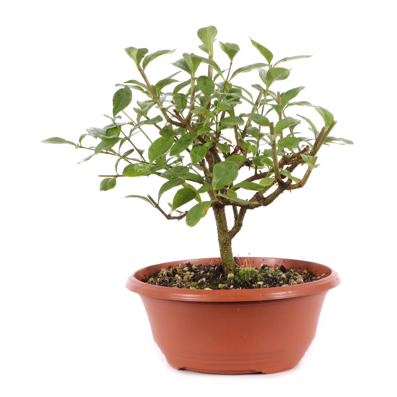 Ligustrum vulgare
