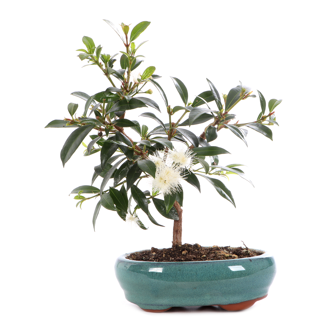 Syzygium paniculatum