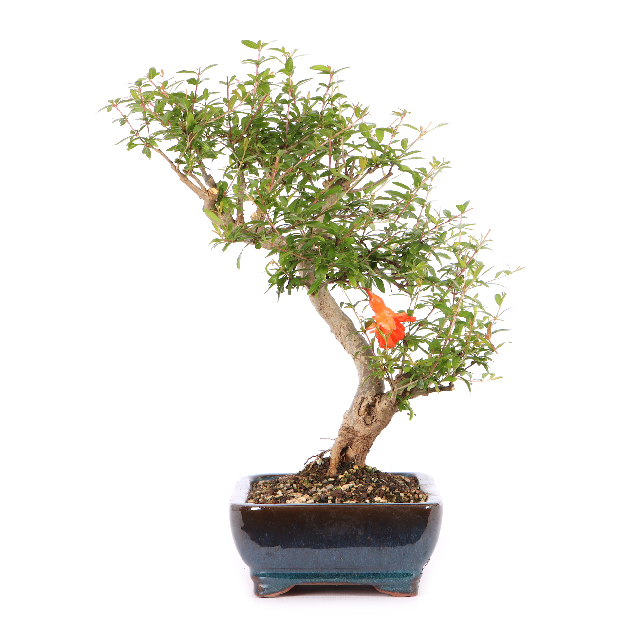 Punica granatum 'Nana'