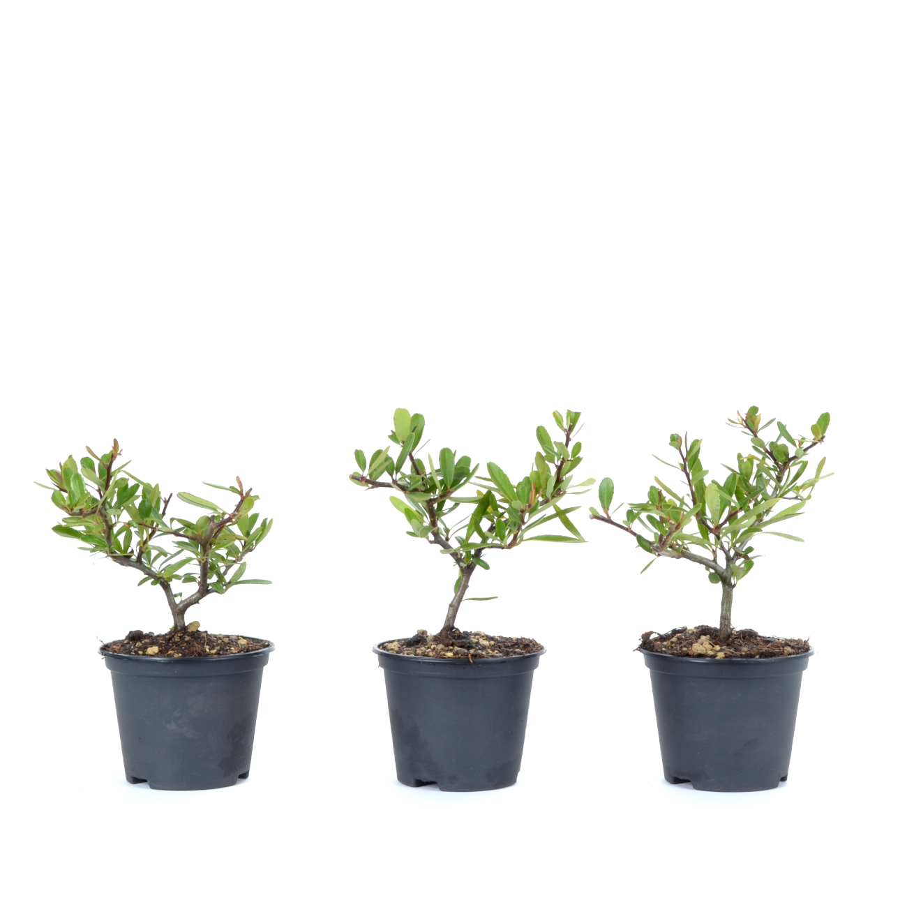 Pyracantha angustifolia