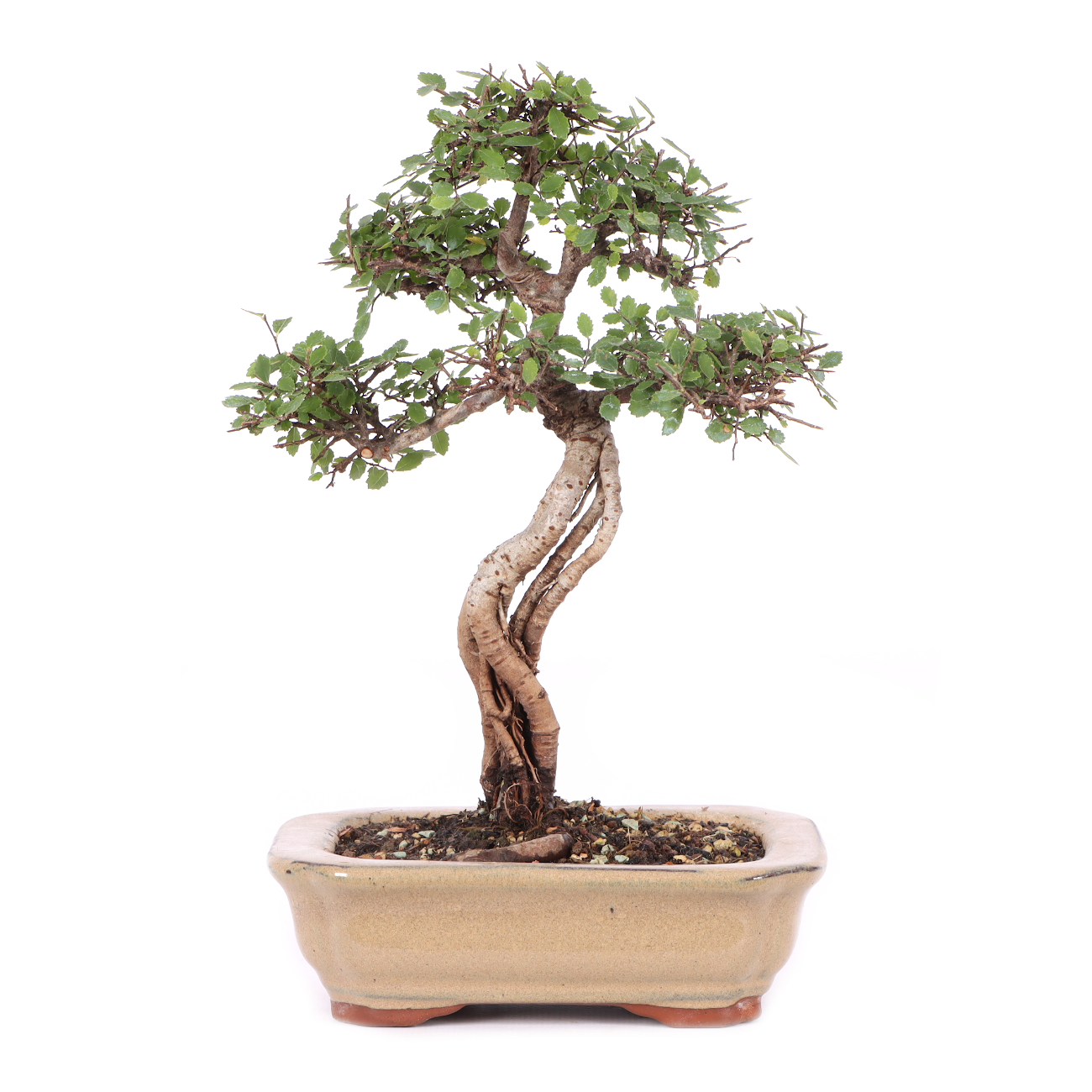 Ulmus parvifolia