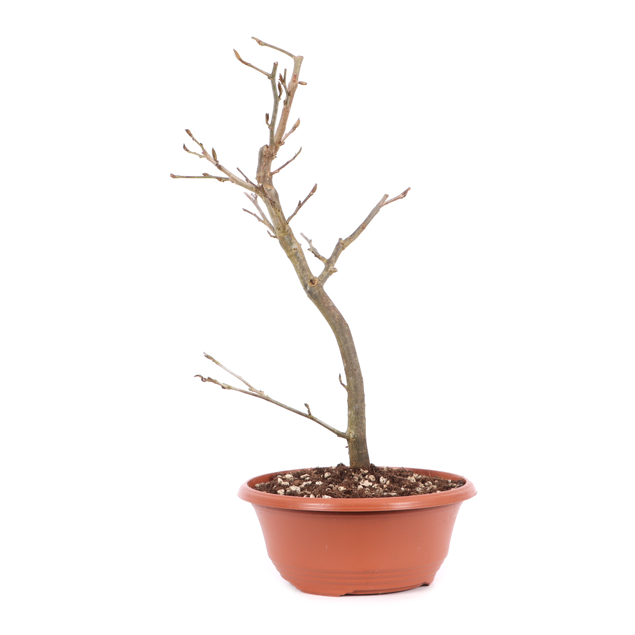 Parrotia persica 'Vanessa'