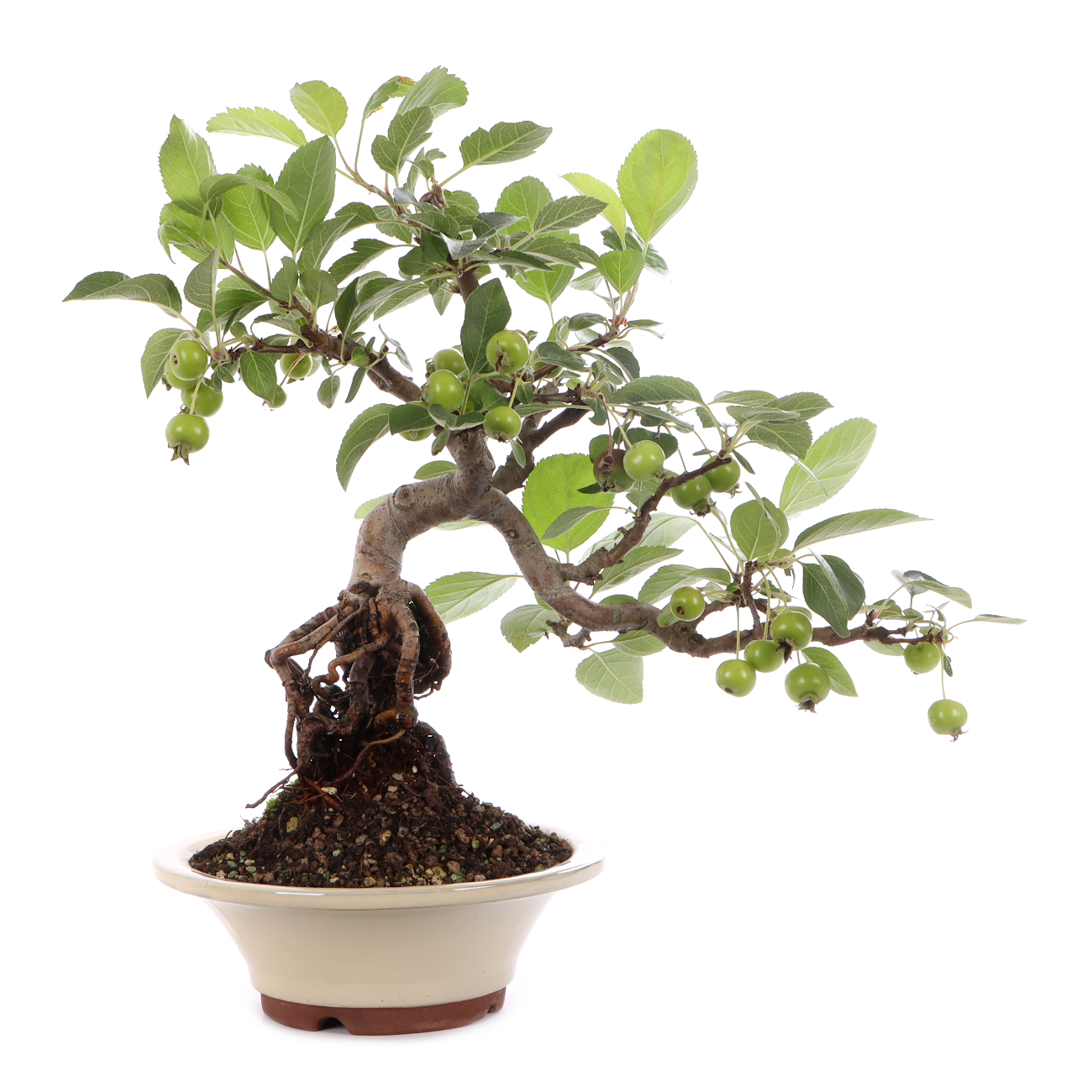 Malus spec.