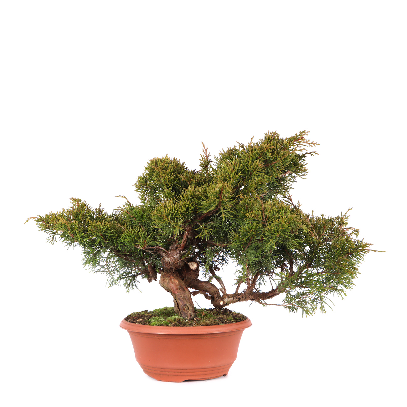Juniperus chinensis 'Itoigawa'