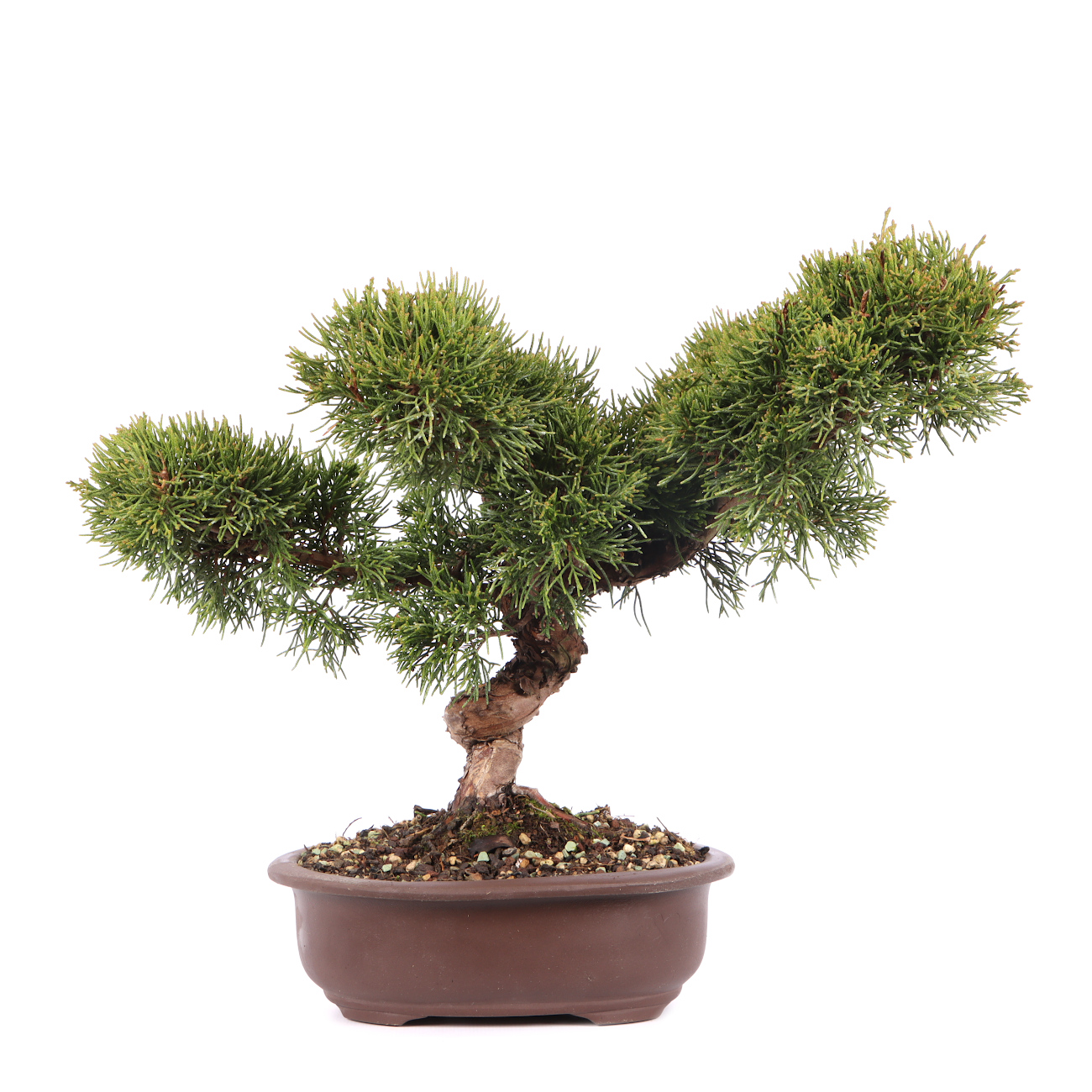 Juniperus chinensis 'Itoigawa'
