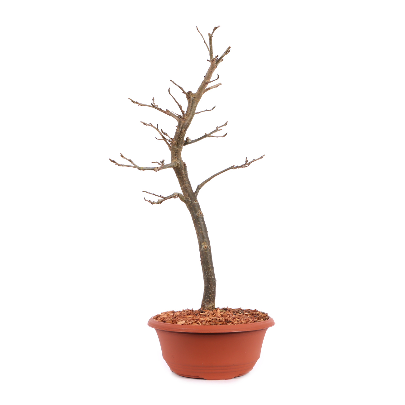 Parrotia persica 'Bella'