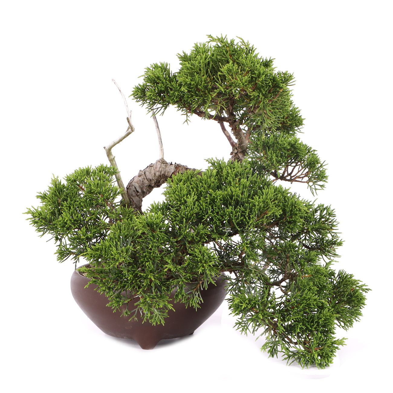 Juniperus chinensis 'Itoigawa'