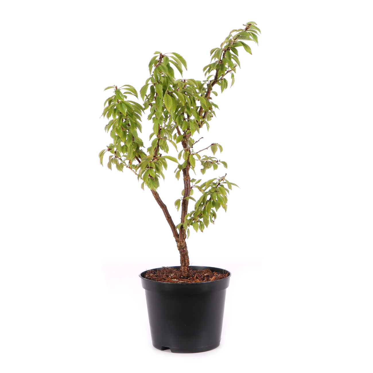 Prunus incisa 'Kojou-no-mai'