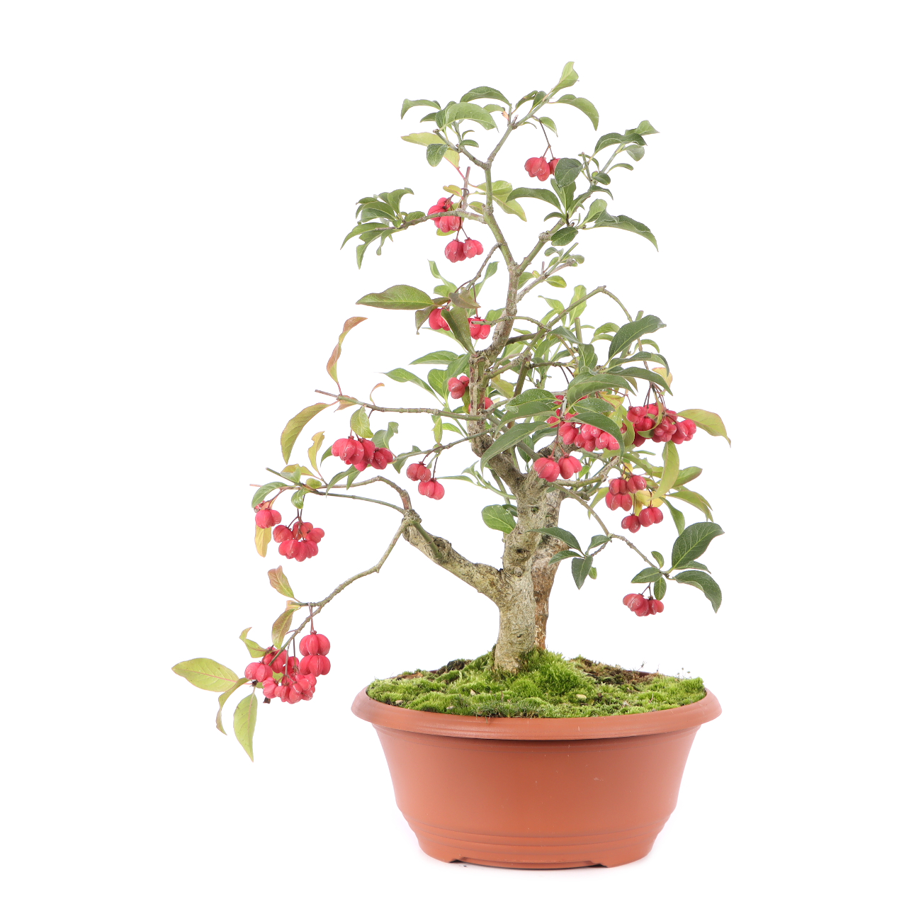 Euonymus europaeus