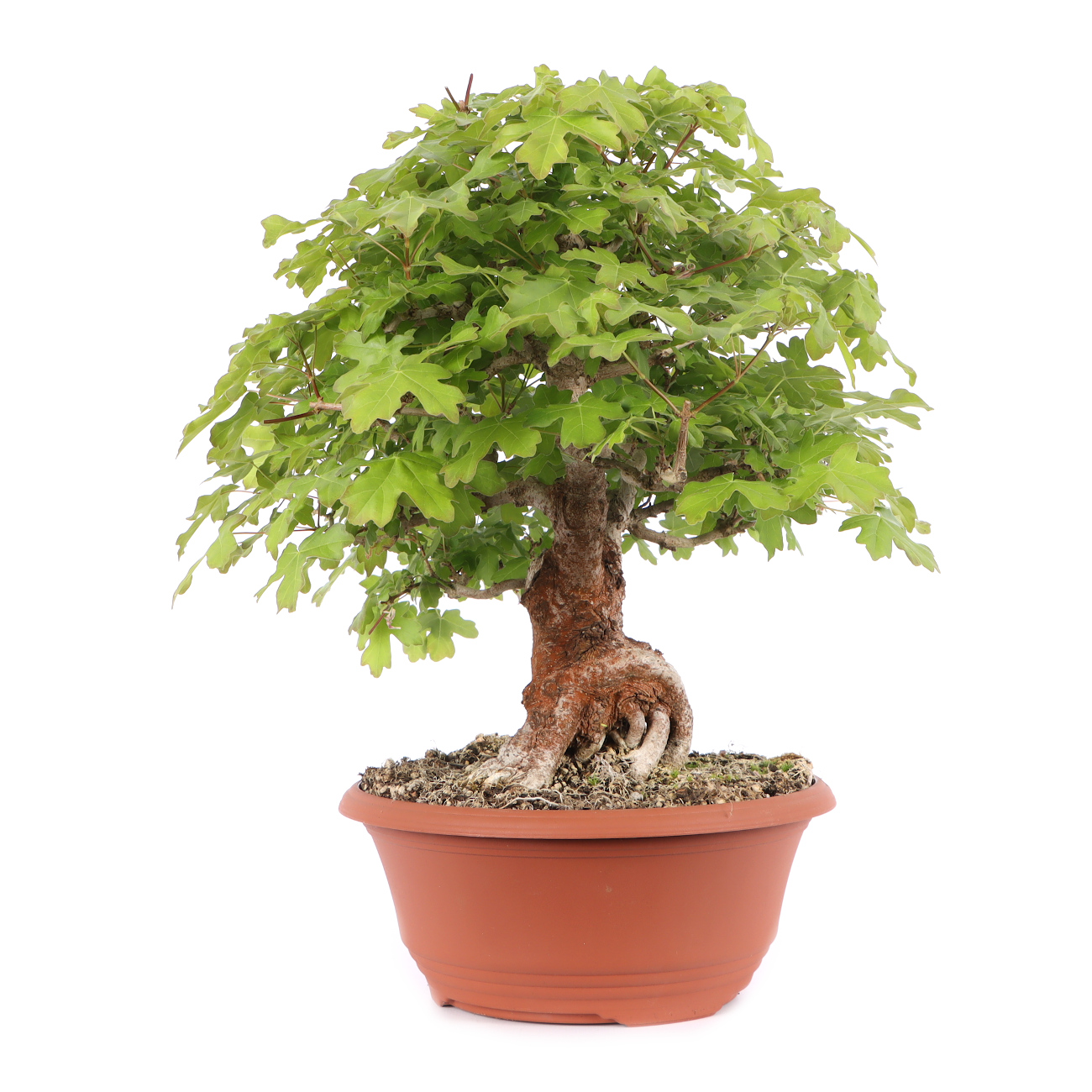 Acer campestre