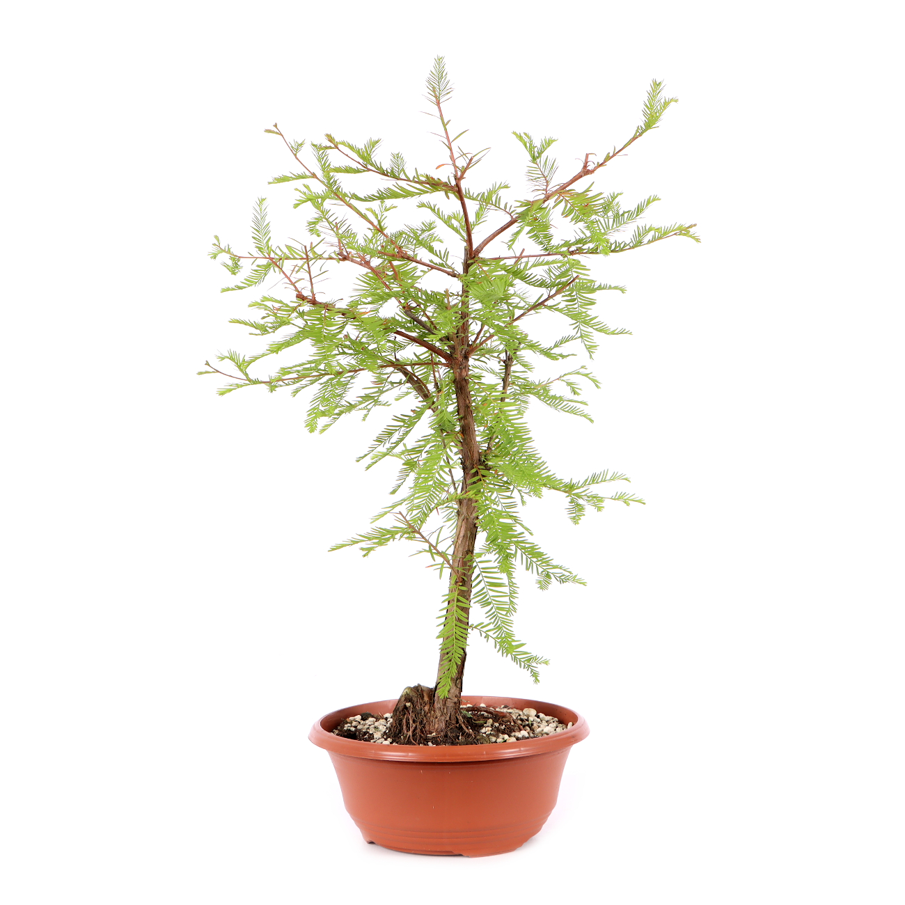 Taxodium distichum