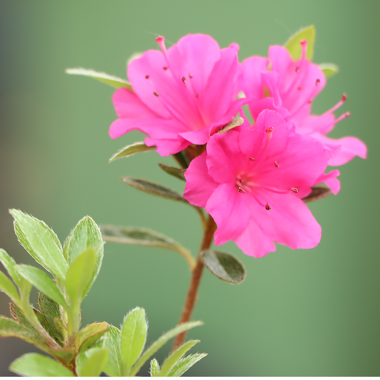 Rhododendron 'Fumiko'