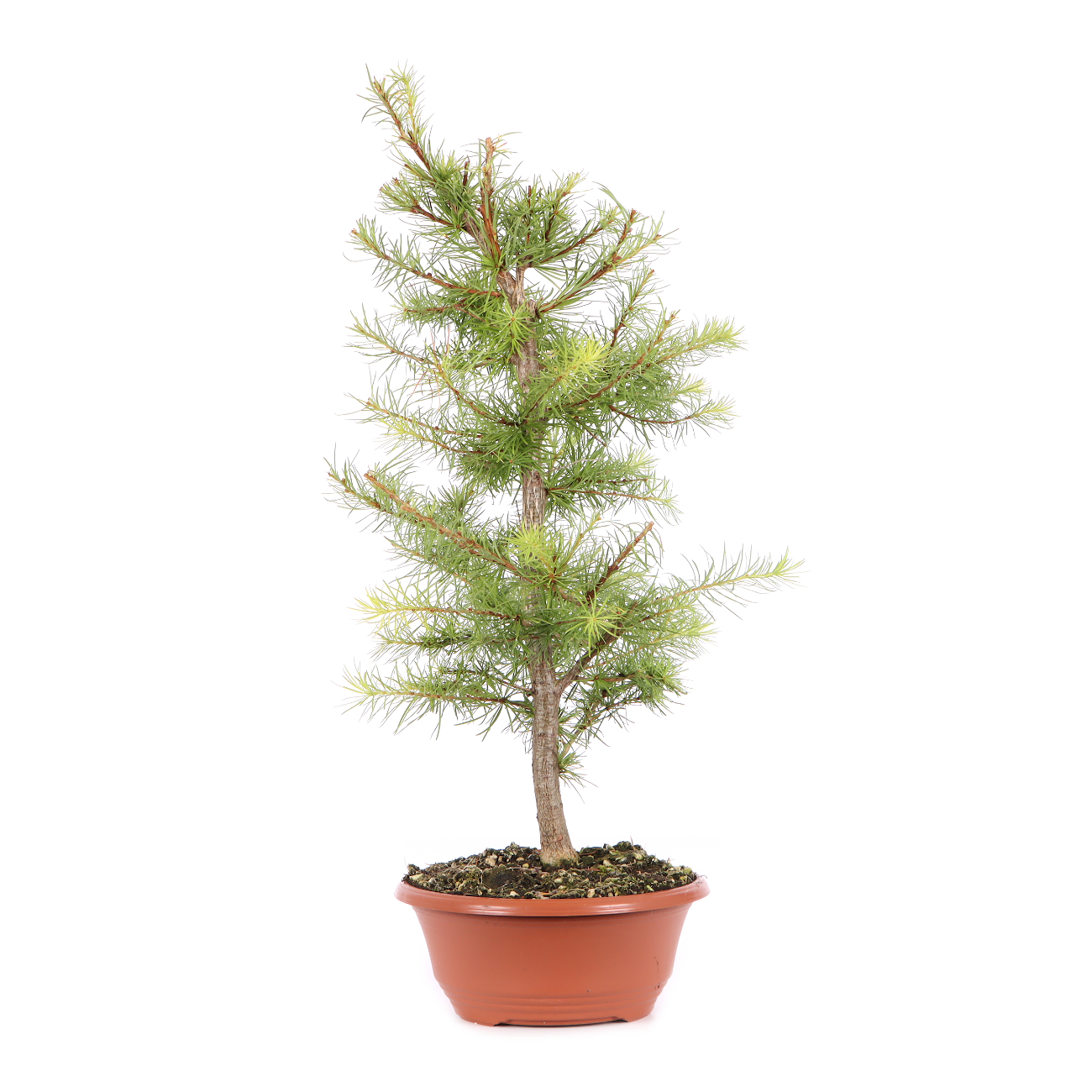 Larix kaempferi