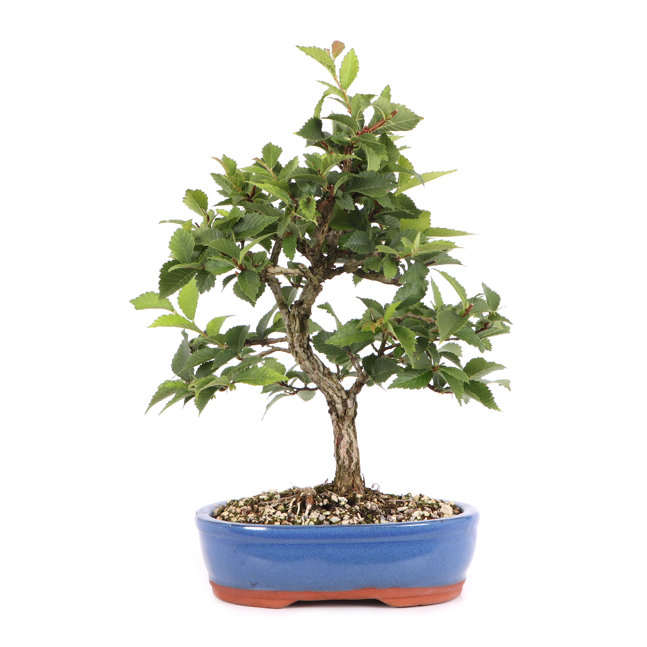 Ulmus minor var.