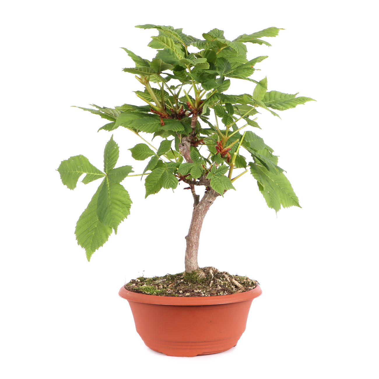 Aesculus hippocastanum