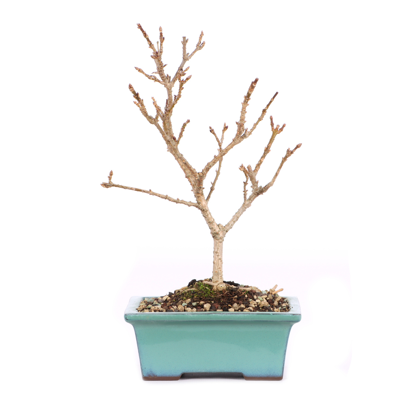 Forsythia x intermedia 'Minigold'