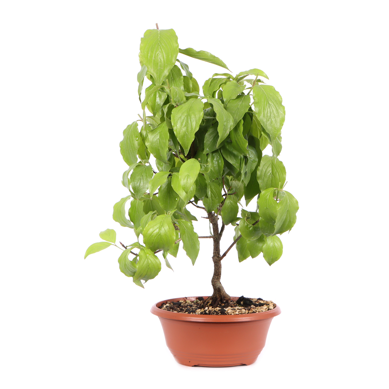 Seitenansicht rechts