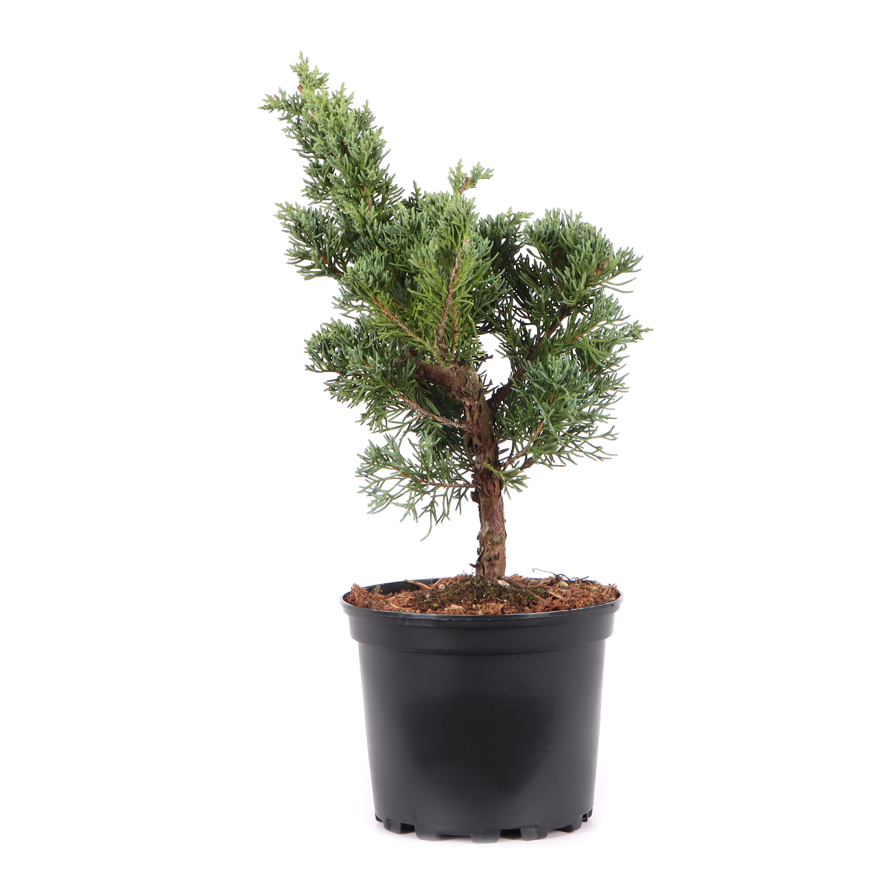 Juniperus chinensis ‘Blaauw‘