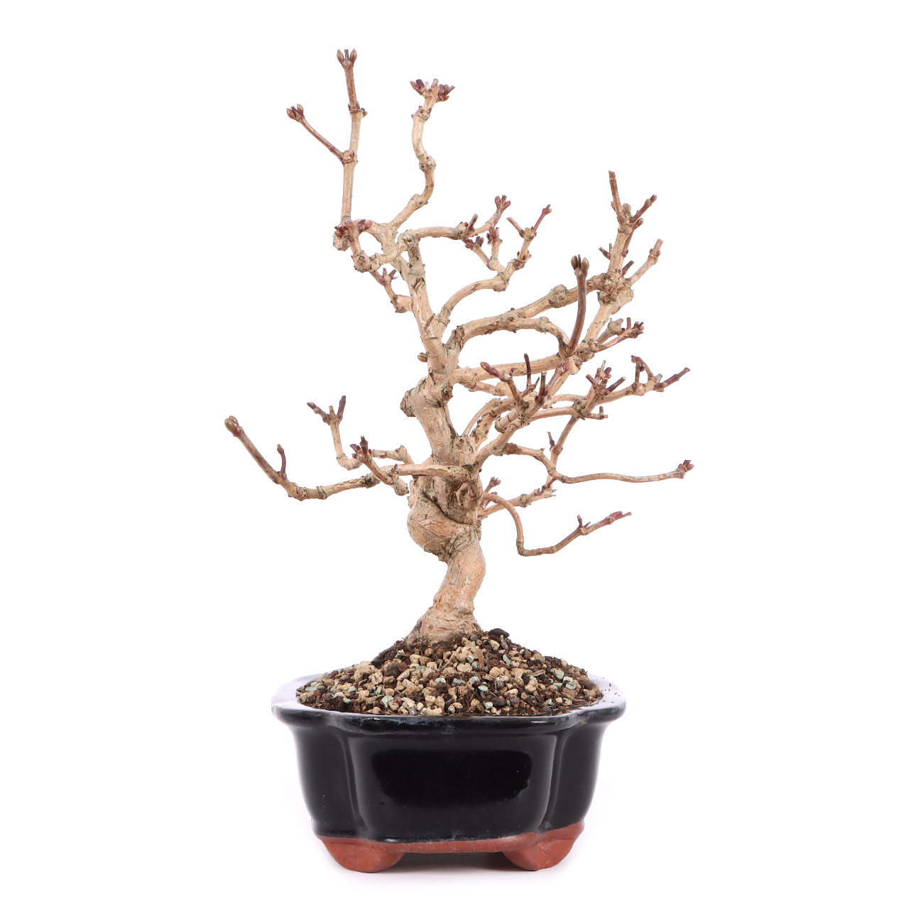 Seitenansicht rechts