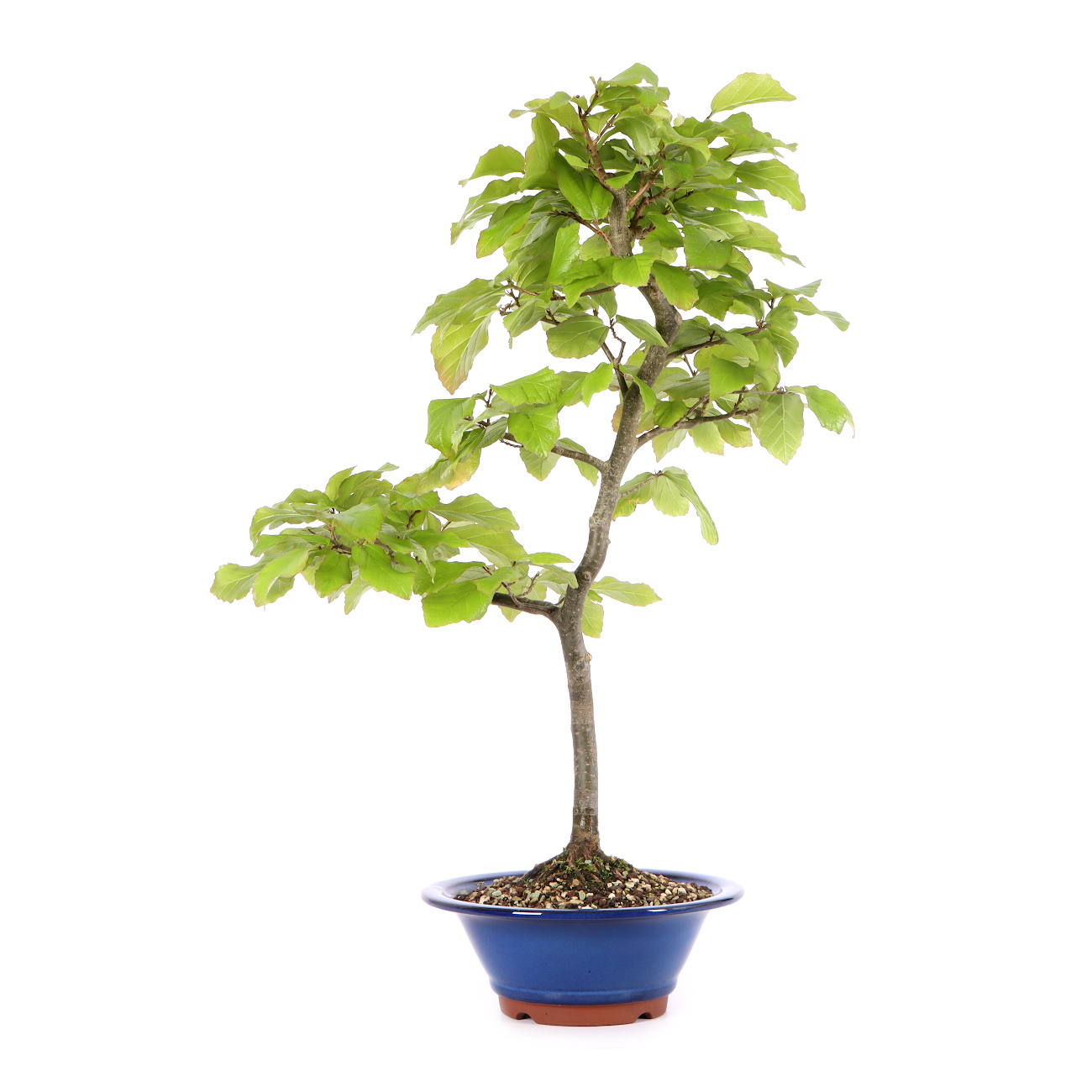 Parrotia persica 'Vanessa'