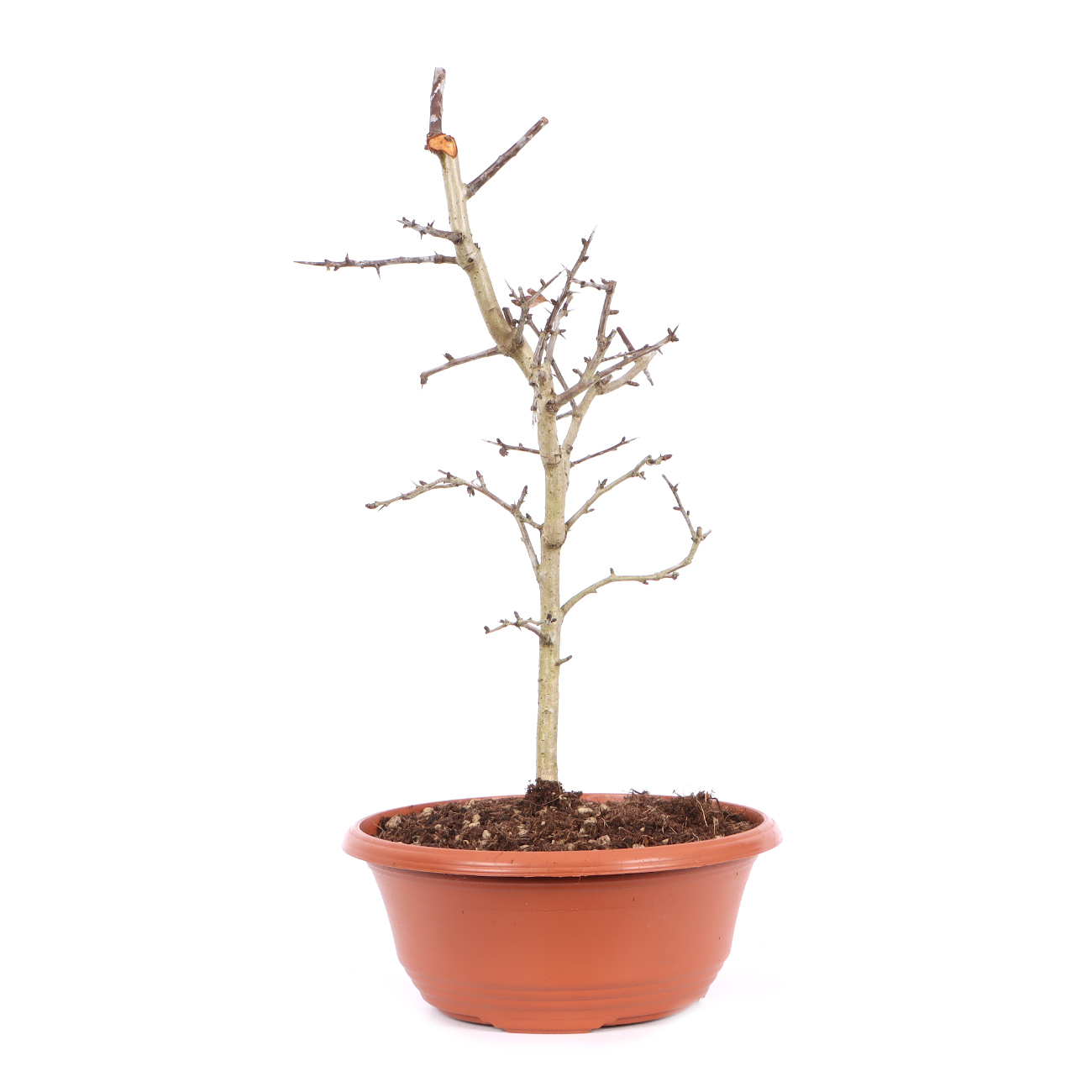 Seitenansicht rechts