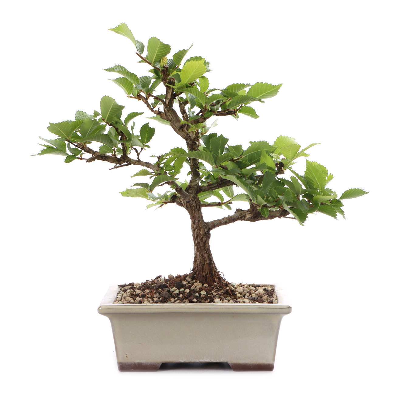 Ulmus minor var.