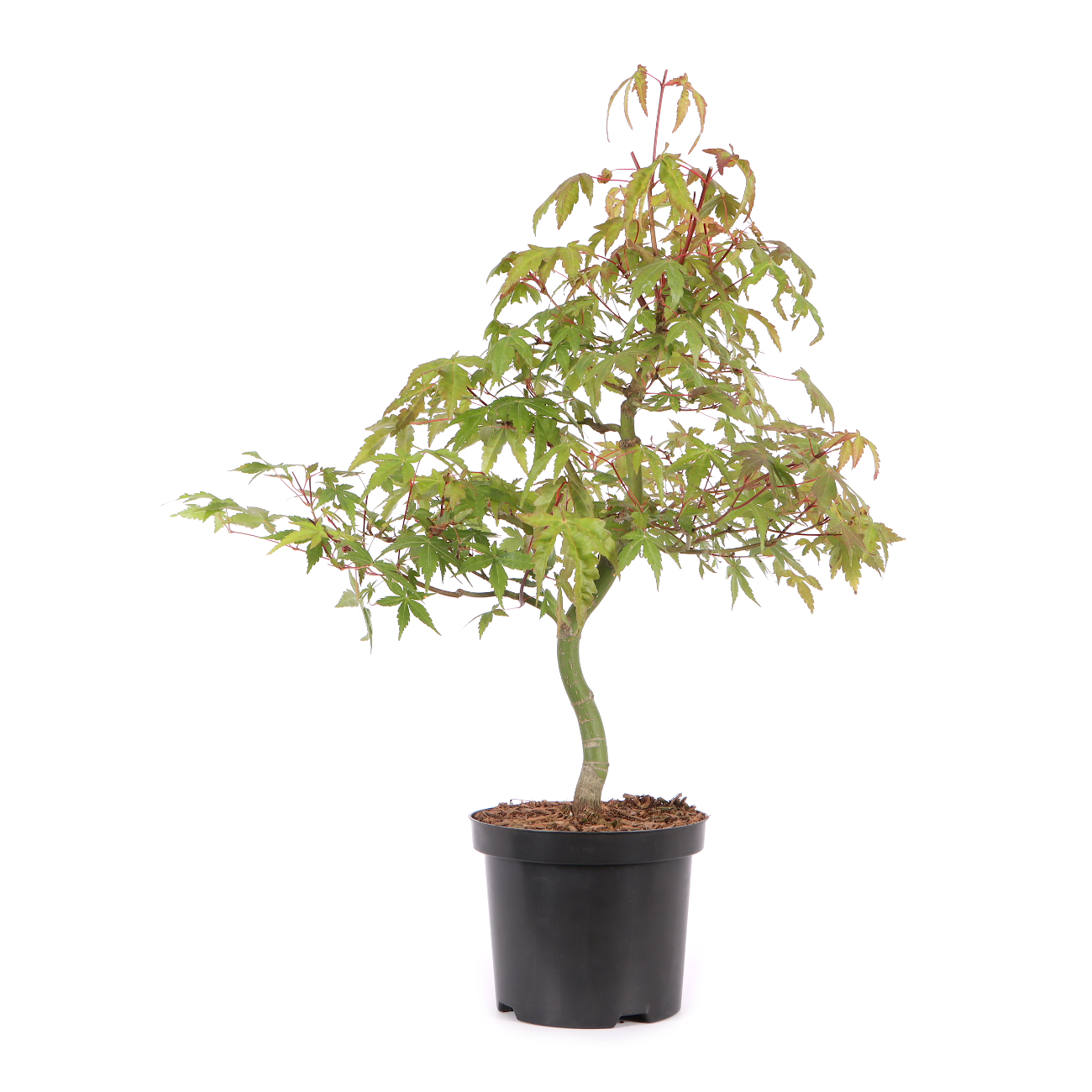 Acer palmatum