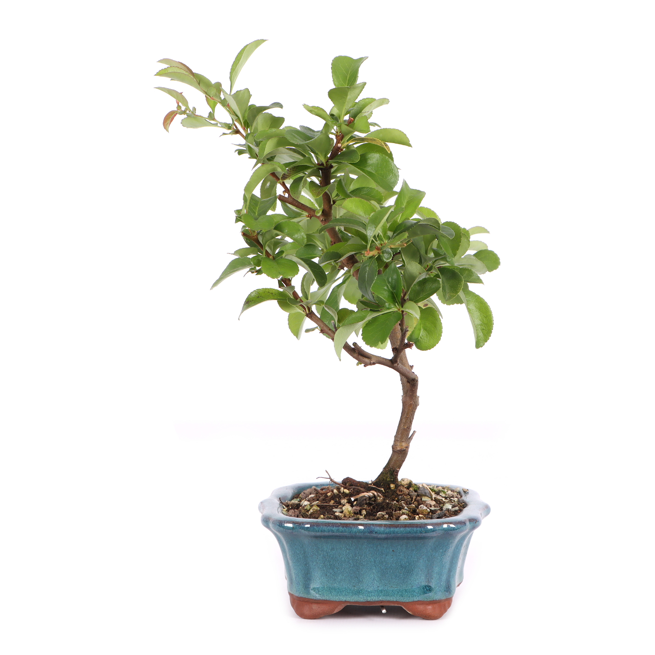 Chaenomeles x superba 'Pink Trail'