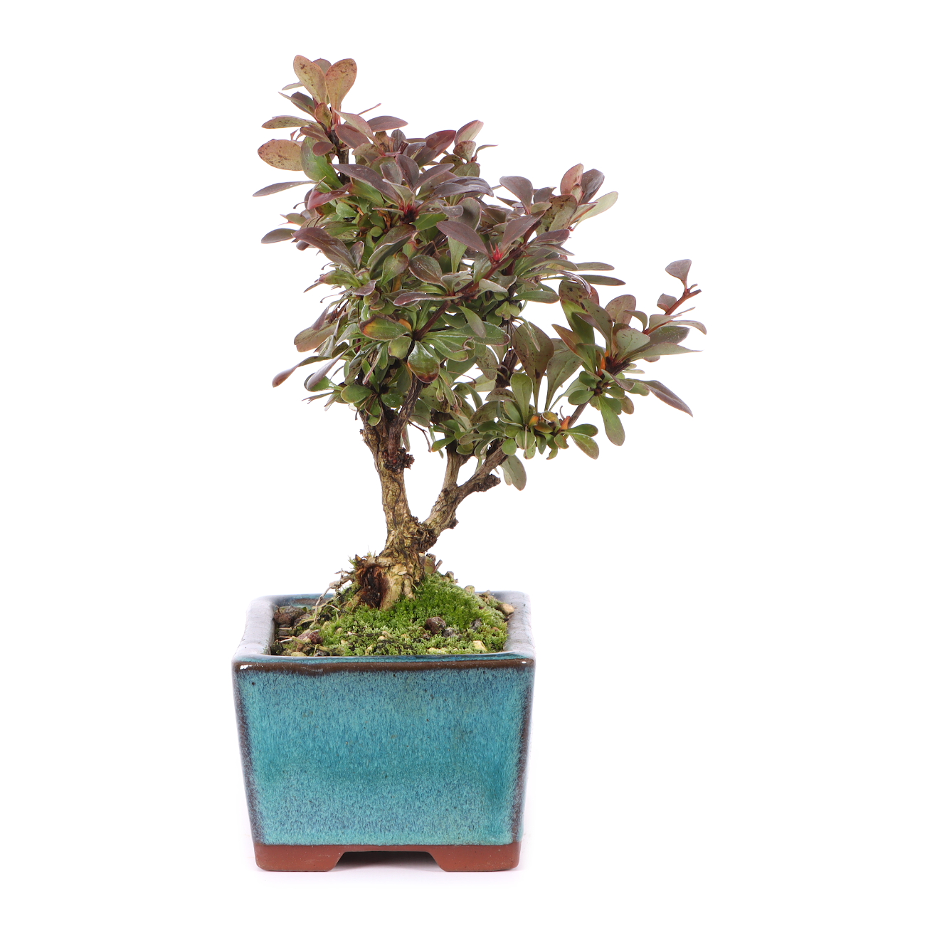 Berberis thunbergii 'Atropurpurea Nana'