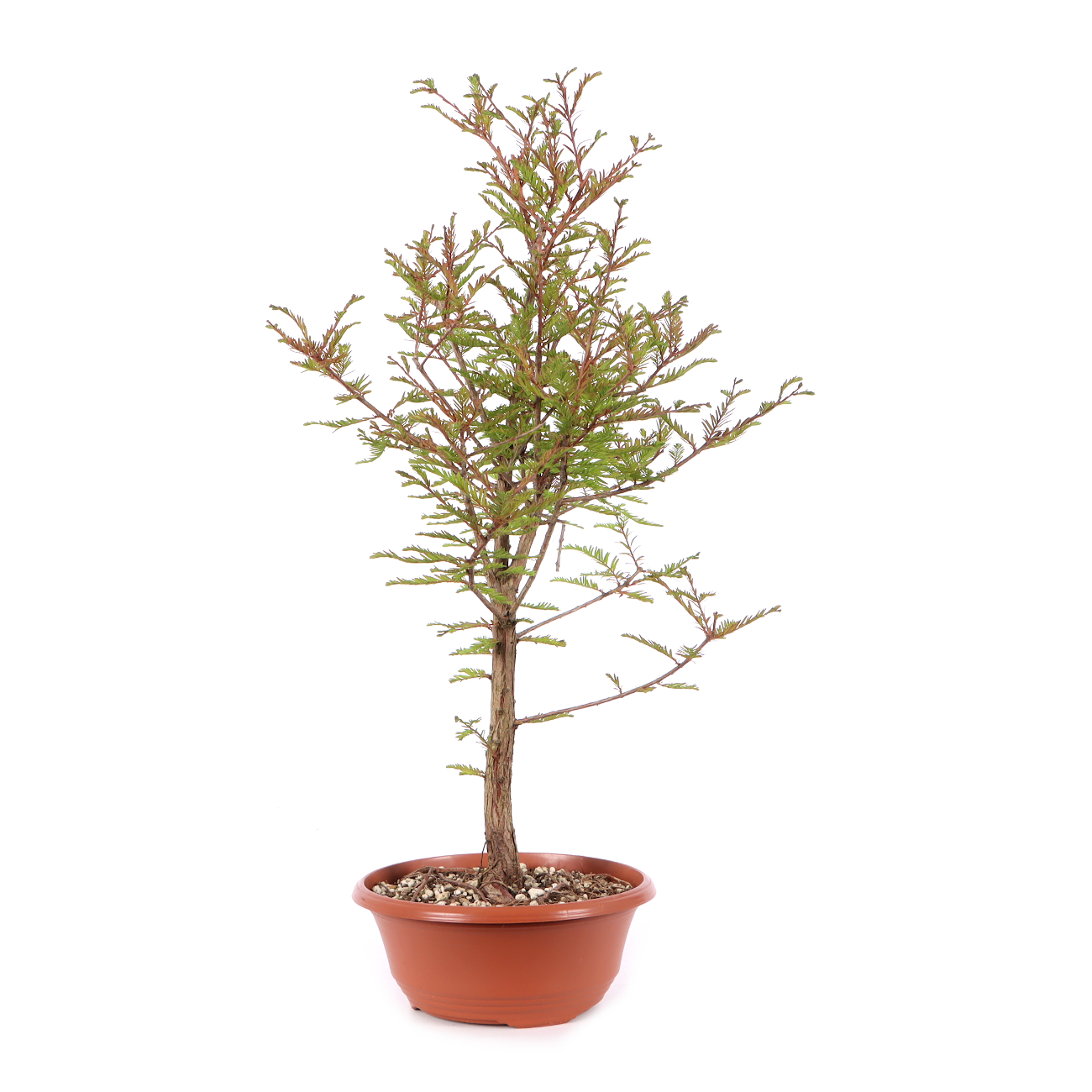 Taxodium distichum
