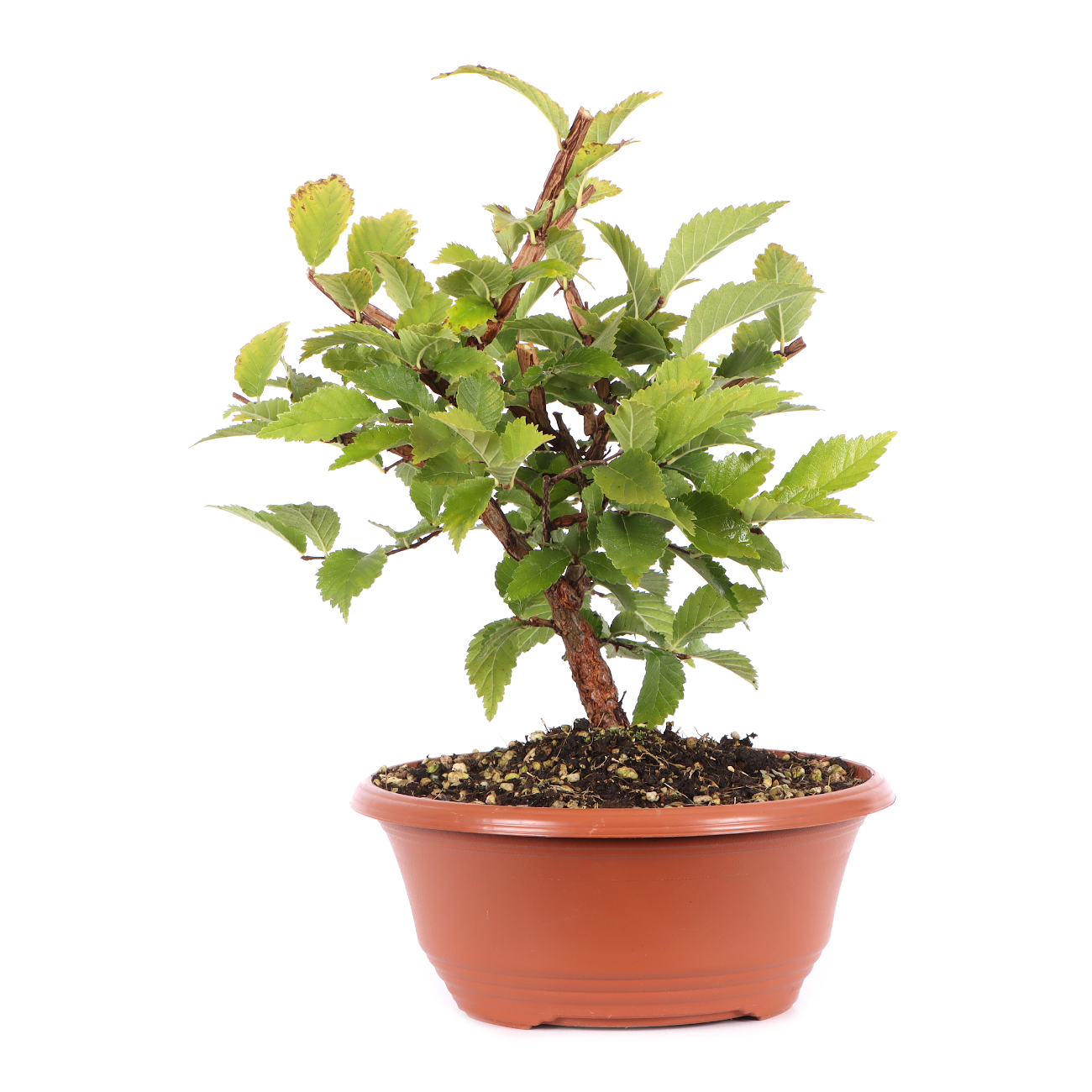 Ulmus minor var.