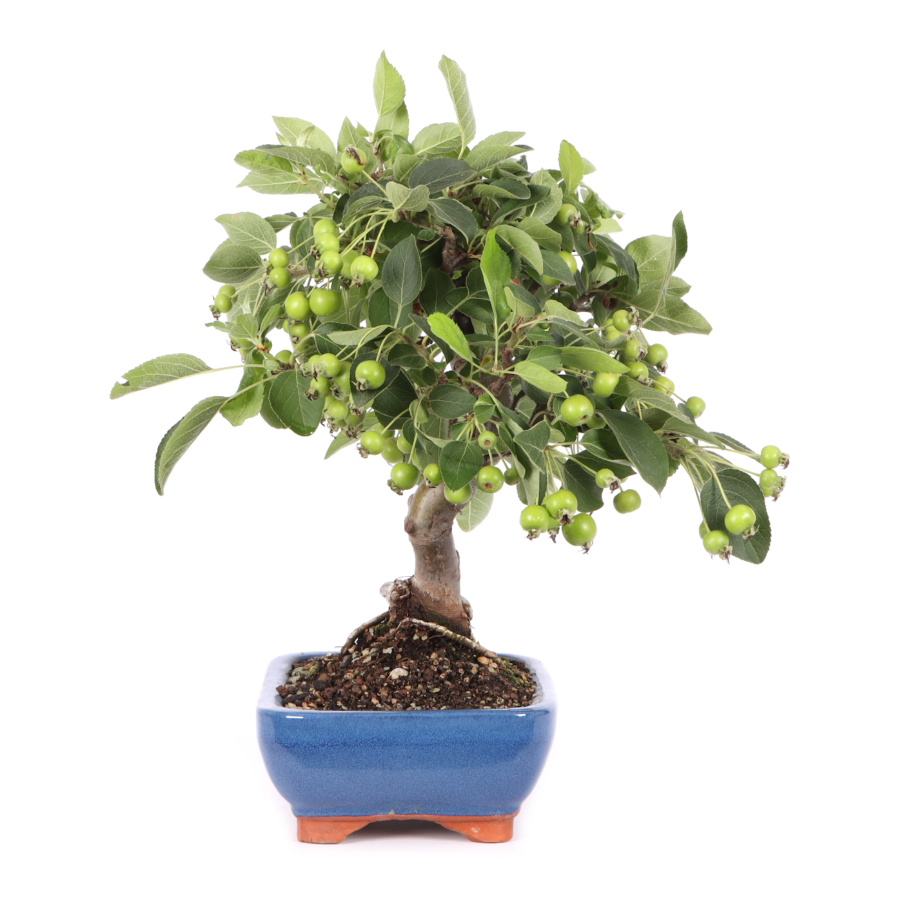 Malus spec.